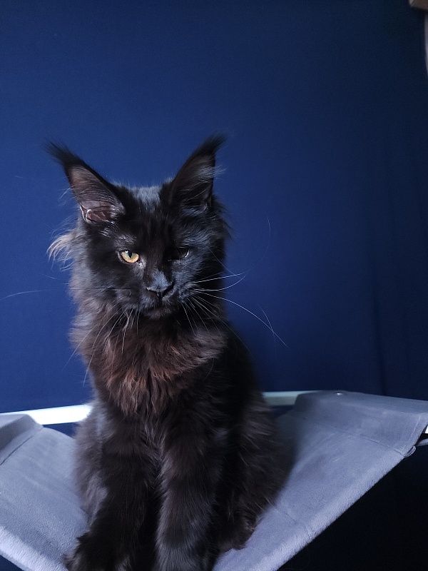 Elma  Akbars - Kitten maine-coon 4 months 3 weeks