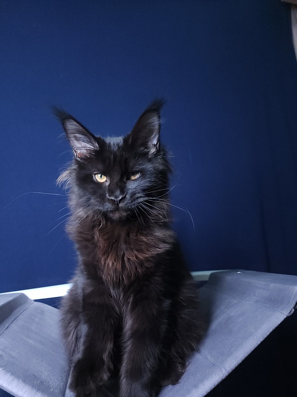 Elma  Akbars - Kitten maine-coon 4 months 3 weeks