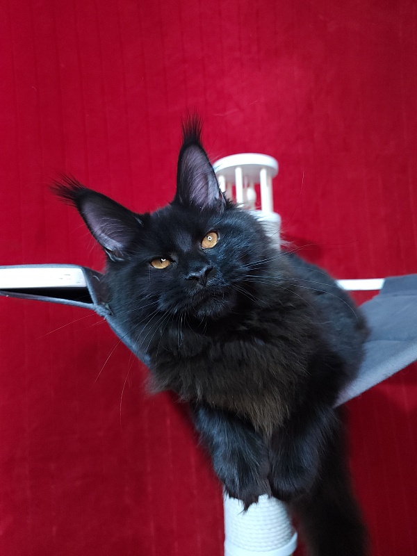 Elma  Akbars - Kitten maine-coon 5 months 2 weeks