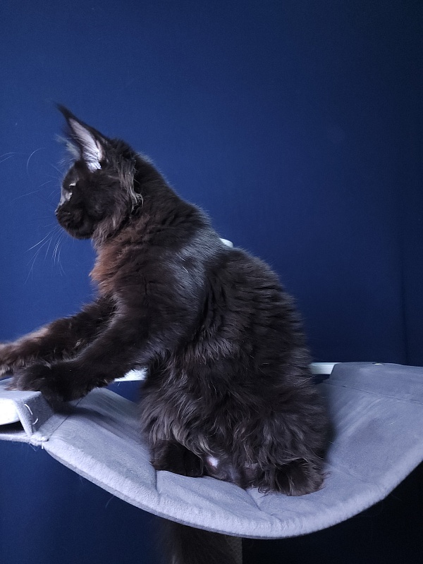 Elma  Akbars - Kitten maine-coon 4 months 3 weeks