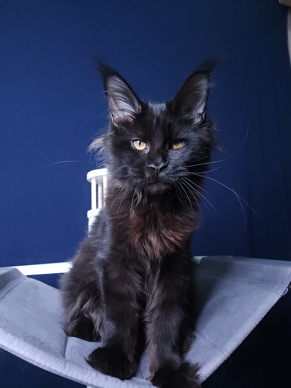 Elma  Akbars - Kitten maine-coon 4 months 3 weeks