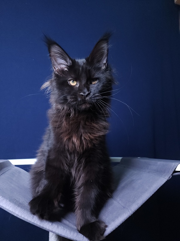 Elma  Akbars - Kitten maine-coon 4 months 3 weeks