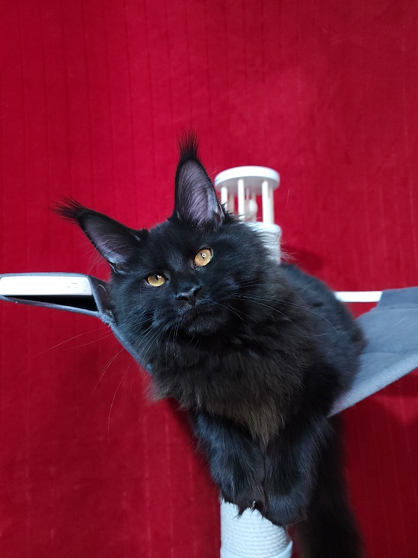 Elma  Akbars - Kitten maine-coon 5 months 2 weeks