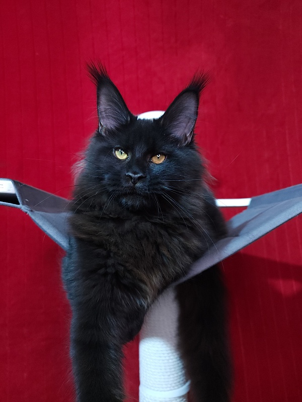 Elma  Akbars - Kitten maine-coon 5 months 2 weeks