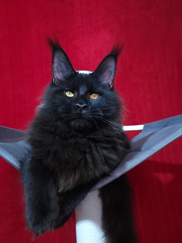 Elma  Akbars - Kitten maine-coon 5 months 2 weeks