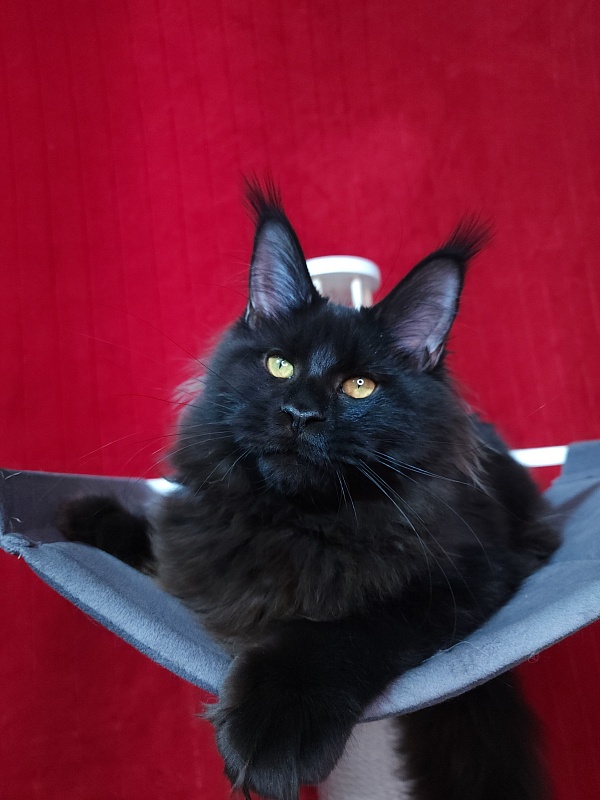 Elma  Akbars - Kitten maine-coon 5 months 2 weeks