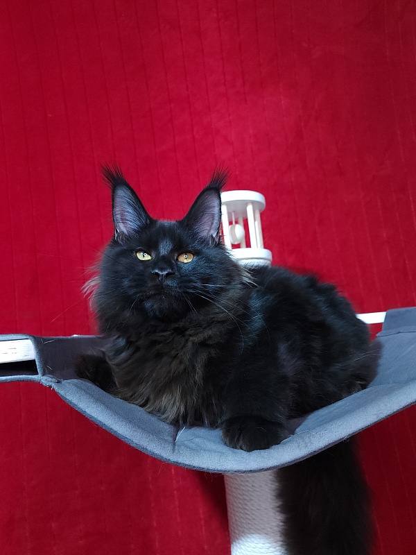 Elma  Akbars - Kitten maine-coon 5 months 2 weeks