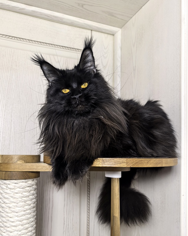 Elma  Akbars - Adult maine-coon 1 year 9 months 1 week