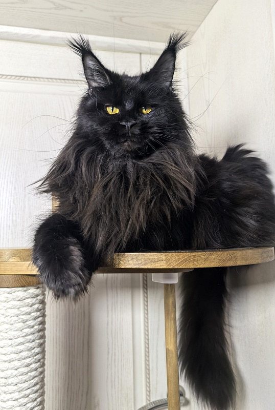 Elma  Akbars - Adult maine-coon 1 year 9 months 1 week