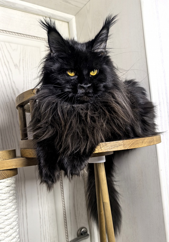 Elma  Akbars - Adult maine-coon 1 year 9 months 1 week