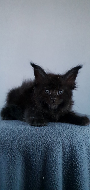 Elma  Akbars - Kitten maine-coon 1 month