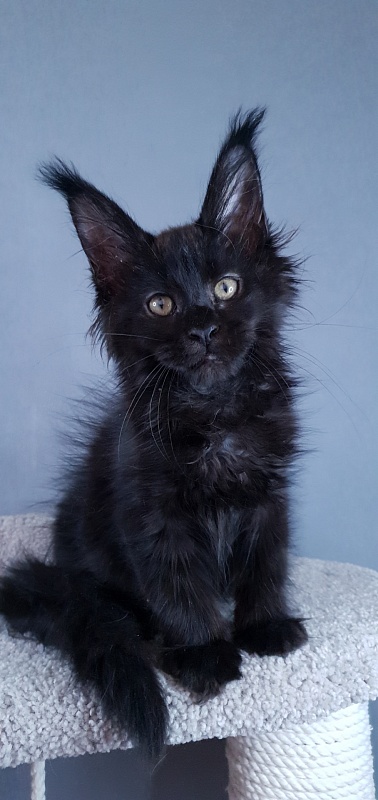 Elma  Akbars - Kitten maine-coon 2 months 3 weeks