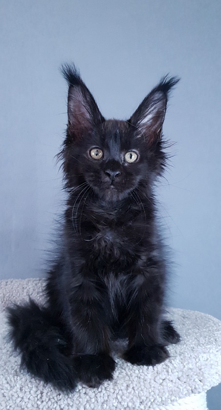 Elma  Akbars - Kitten maine-coon 2 months 3 weeks