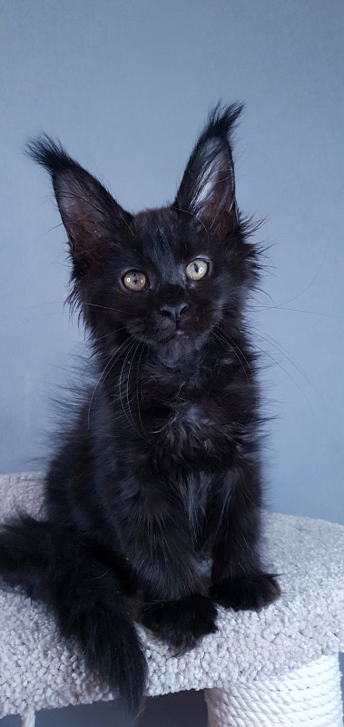Elma  Akbars - Kitten maine-coon 2 months 3 weeks