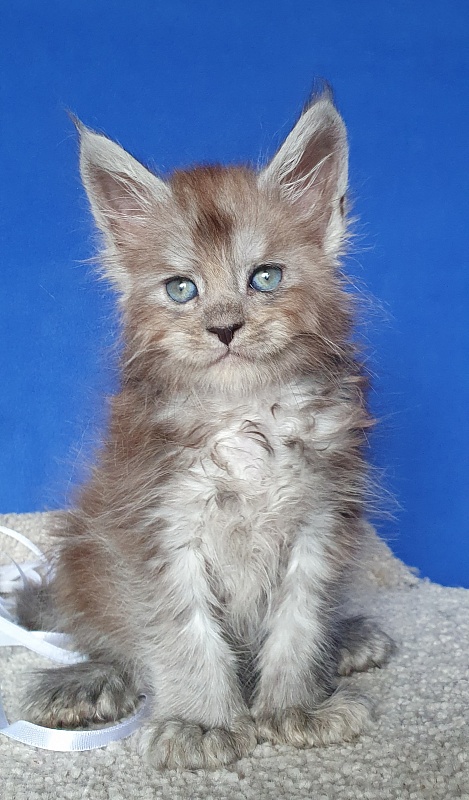 Frodo  Akbars ( polydactyl) - Kitten maine-coon 1 month 0.5 weeks