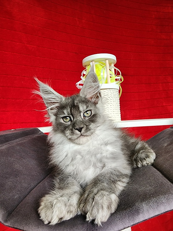 Frodo  Akbars ( polydactyl) - Kitten maine-coon 2.5 months