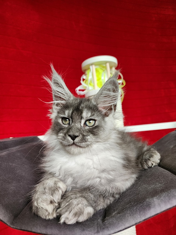 Frodo  Akbars ( polydactyl) - Kitten maine-coon 2.5 months