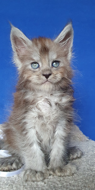 Frodo  Akbars ( polydactyl) - Kitten maine-coon 1 month 0.5 weeks