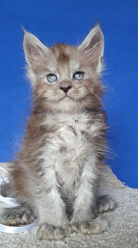 Frodo  Akbars ( polydactyl) - Kitten maine-coon 1 month 0.5 weeks