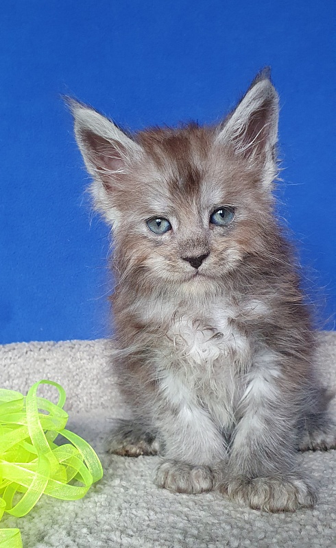 Frodo  Akbars ( polydactyl) - Kitten maine-coon 1 month 0.5 weeks
