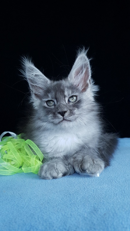 Frodo  Akbars ( polydactyl) - Kitten maine-coon 2 months