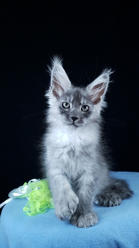 Frodo  Akbars ( polydactyl) - Kitten maine-coon 2 months