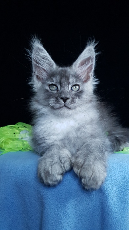 Frodo  Akbars ( polydactyl) - Kitten maine-coon 2 months