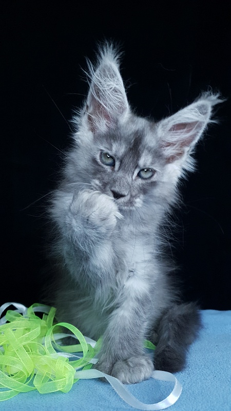 Frodo  Akbars ( polydactyl) - Kitten maine-coon 2 months