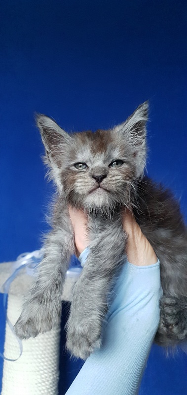 Furry Hardy  Akbars  ( polydactyl) - Kitten maine-coon 1 month 0.5 weeks