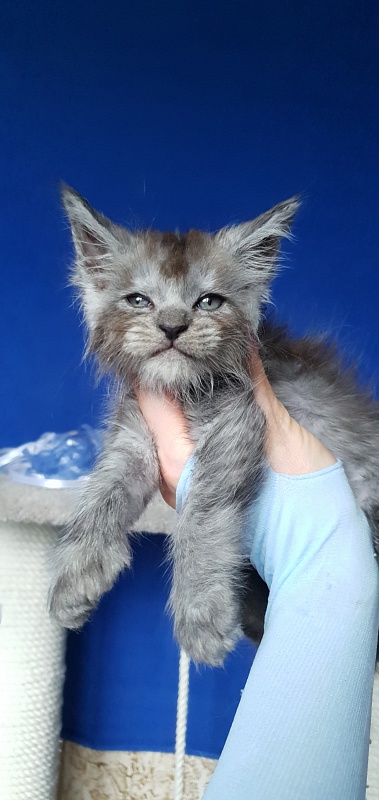 Furry Hardy  Akbars  ( polydactyl) - Kitten maine-coon 1 month 0.5 weeks