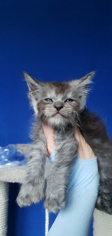 Furry Hardy  Akbars  ( polydactyl) - Kitten maine-coon 1 month 0.5 weeks