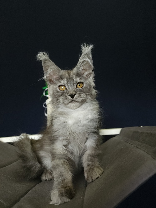 Furry Hugo Akbars - Kitten maine-coon 2 months 4 weeks