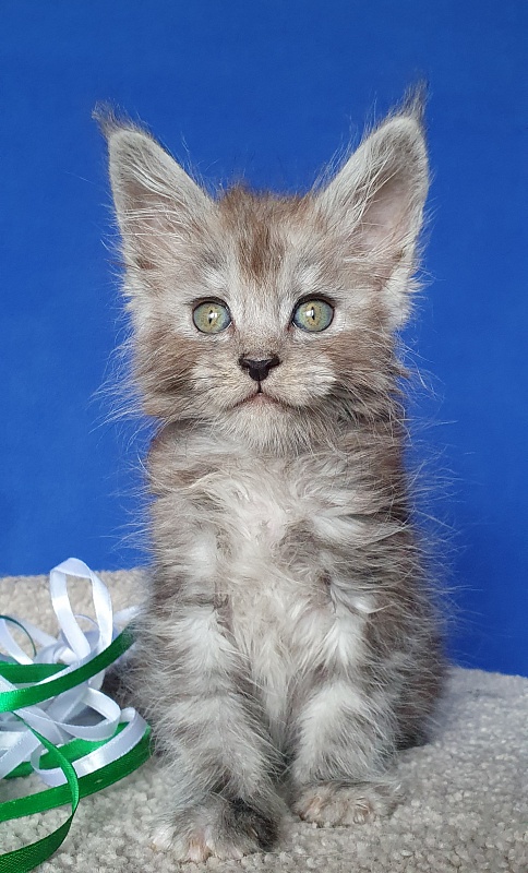 Furry Hugo Akbars - Kitten maine-coon 1 month 0.5 weeks