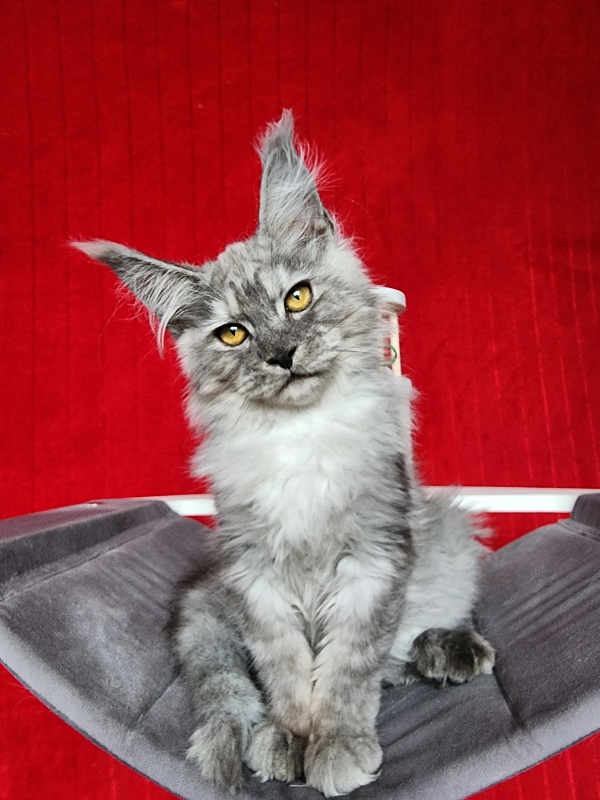 Furry Hugo Akbars - Kitten maine-coon 4 months