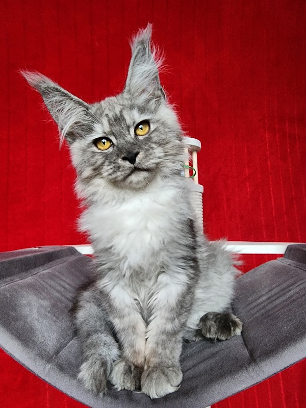 Furry Hugo Akbars - Kitten maine-coon 4 months