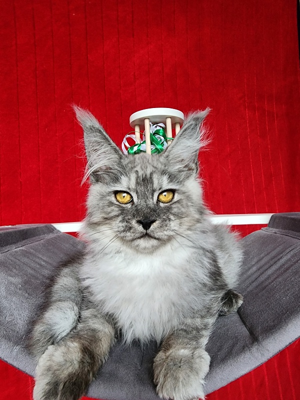 Furry Hugo Akbars - Kitten maine-coon 4 months