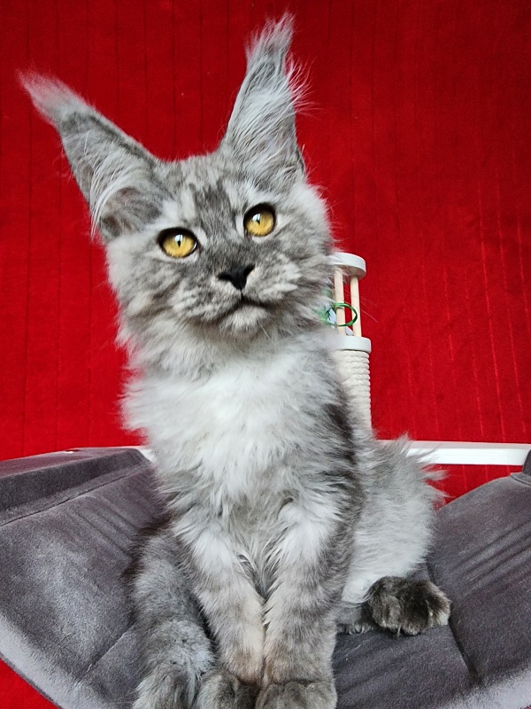 Furry Hugo Akbars - Kitten maine-coon 4 months