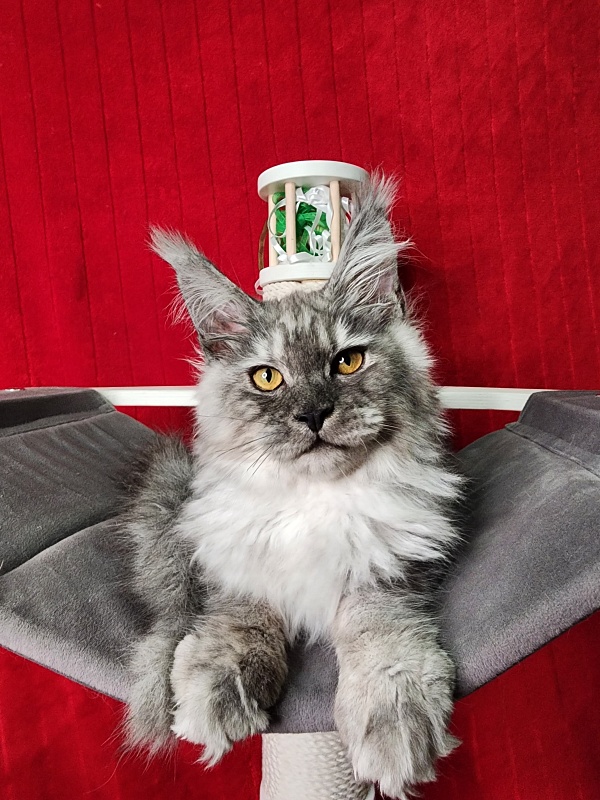 Furry Hugo Akbars - Kitten maine-coon 4 months 1.5 week