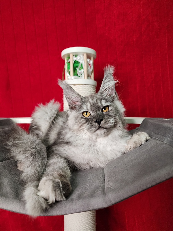 Furry Hugo Akbars - Kitten maine-coon 4 months 1.5 week