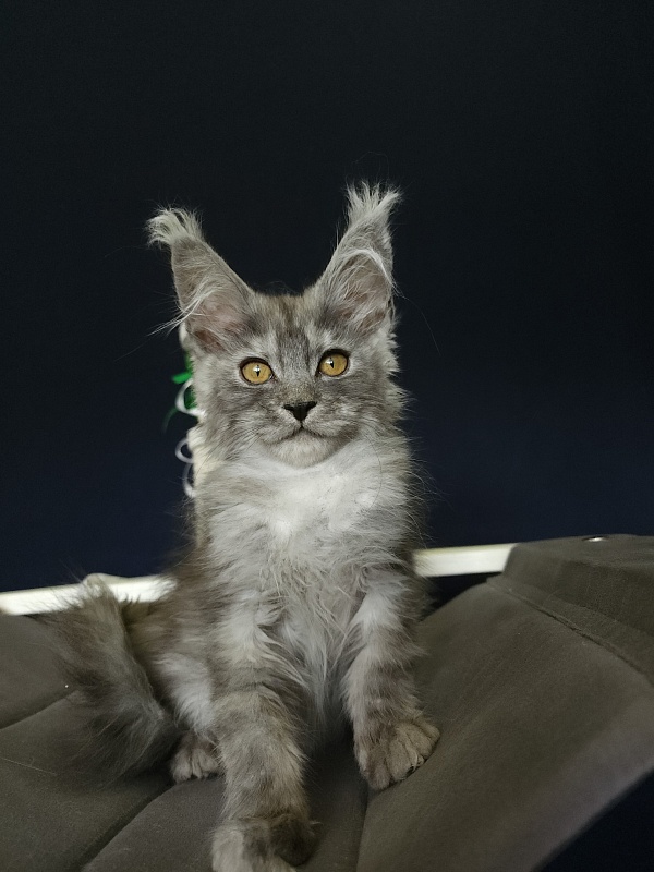 Furry Hugo Akbars - Kitten maine-coon 2 months 4 weeks