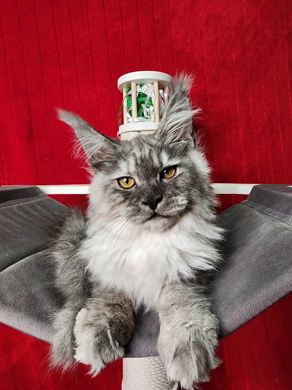 Furry Hugo Akbars - Kitten maine-coon 4 months 1.5 week