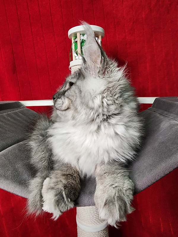 Furry Hugo Akbars - Kitten maine-coon 4 months 1.5 week