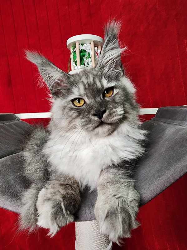 Furry Hugo Akbars - Kitten maine-coon 4 months 1.5 week