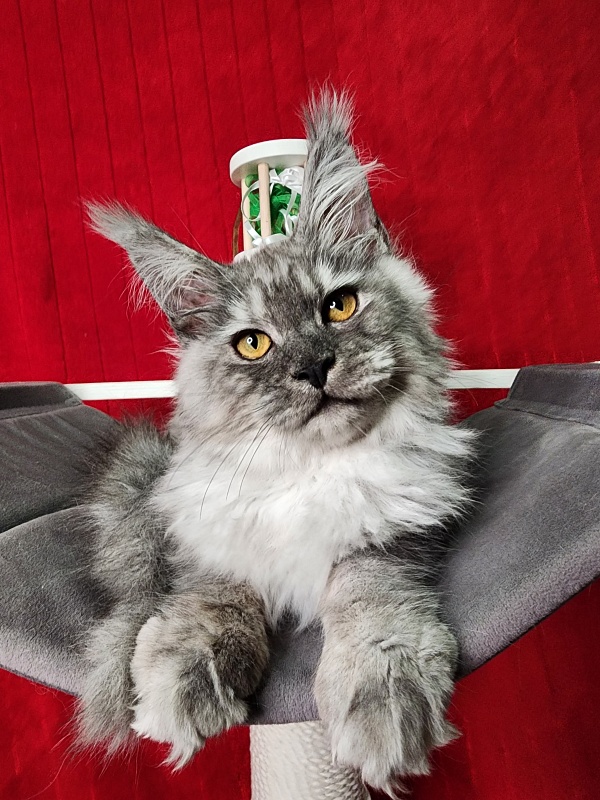 Furry Hugo Akbars - Kitten maine-coon 4 months 1.5 week