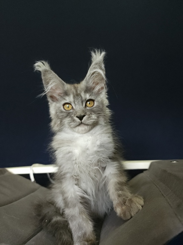 Furry Hugo Akbars - Kitten maine-coon 2 months 4 weeks