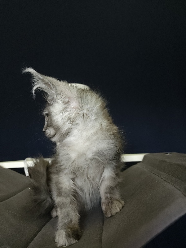 Furry Hugo Akbars - Kitten maine-coon 2 months 4 weeks