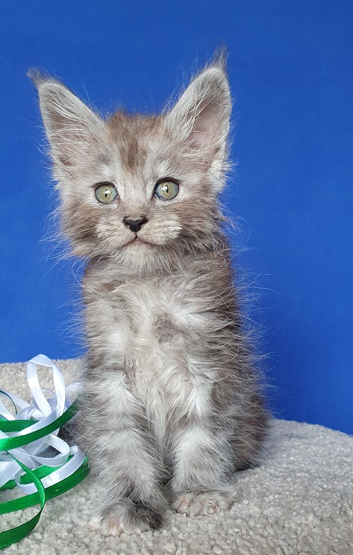 Furry Hugo Akbars - Kitten maine-coon 1 month 0.5 weeks