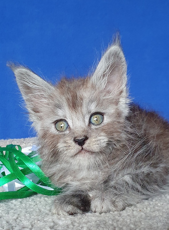 Furry Hugo Akbars - Kitten maine-coon 1 month 0.5 weeks