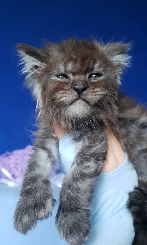 Furry Hoper  Akbars  ( polydactyl) - Kitten maine-coon 1 month 0.5 weeks