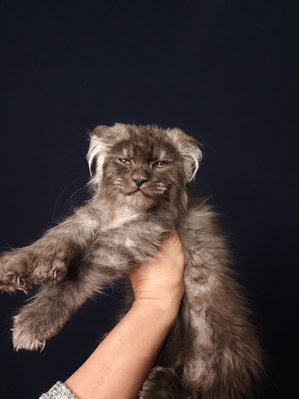Furry Hoper  Akbars  ( polydactyl) - Kitten maine-coon 2 months 4 weeks
